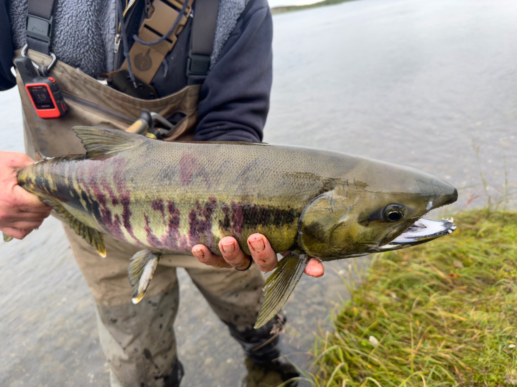 Colorful Alaska salmon