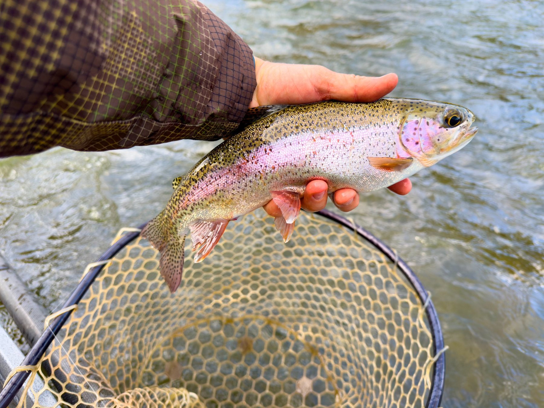 Rainbow trout held over a landing net on the McKenzie River