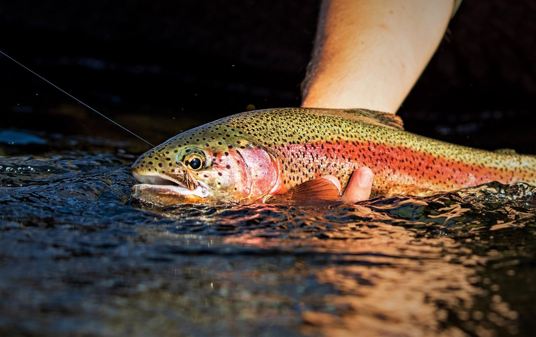 McKenzie River redside rainbow trout