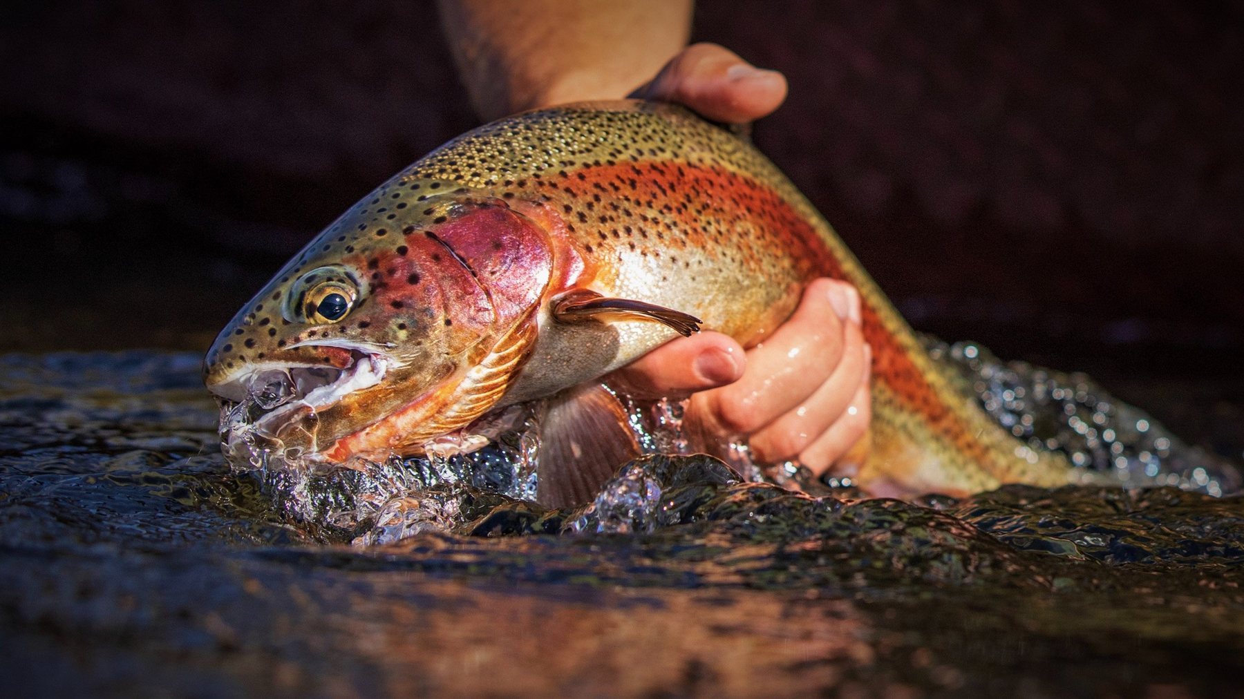 Colorful trout