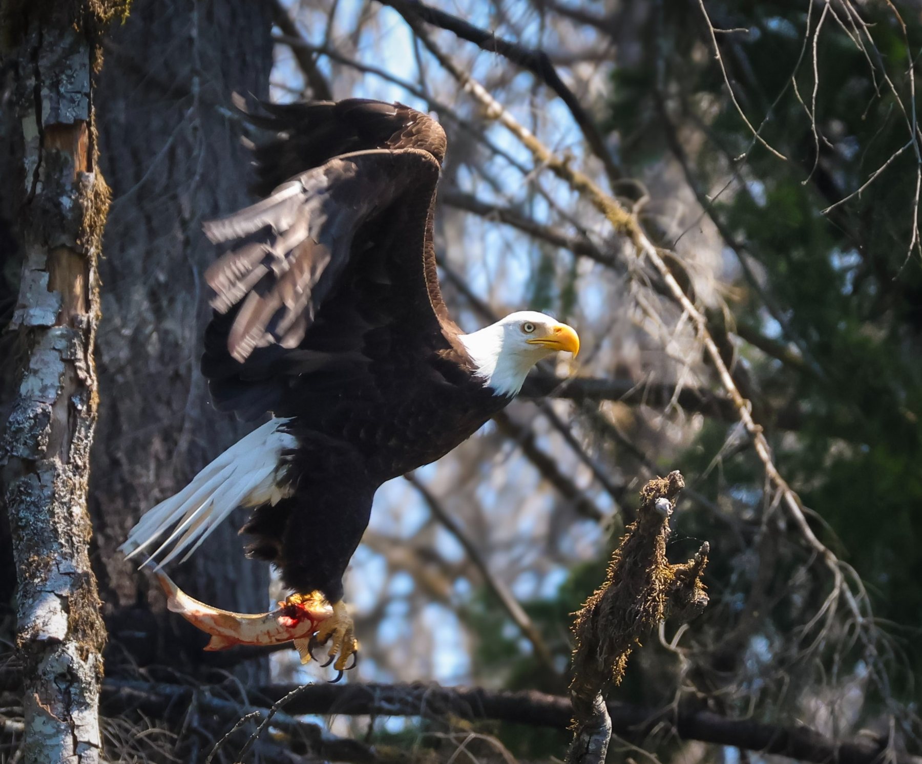 Bald eagle carrying a fish through riverside trees