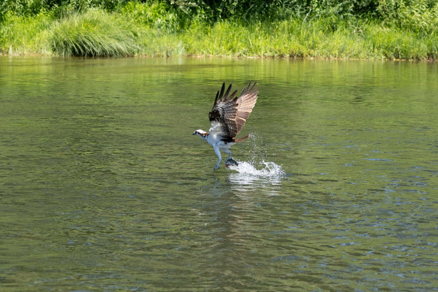 Osprey diving toward the river